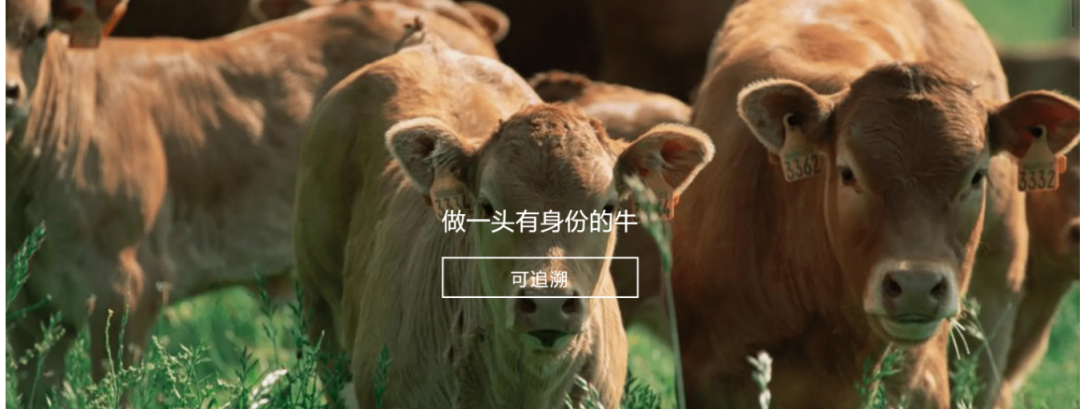 星空在线参与制定《牛肉追溯技术规程》国家标准 助力牛肉产品“从产地到餐桌”追溯管理上行快车道